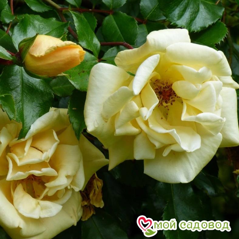 Роза Эмили Грей