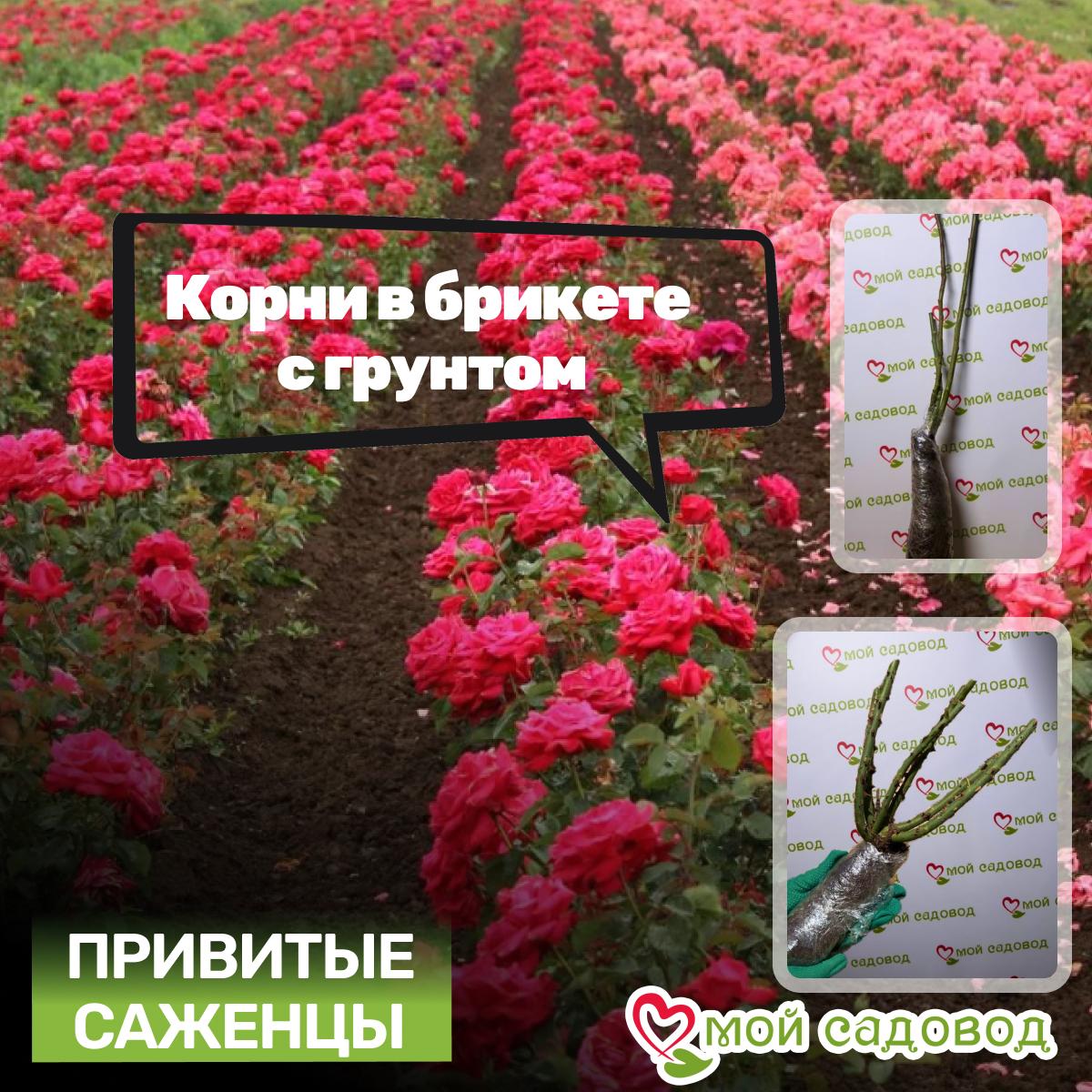 Роза чайно-гибридная Корвет