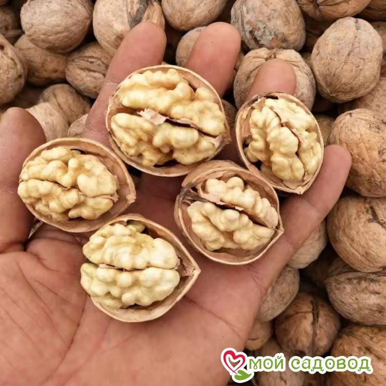 Орех Грецкий Любимый Петросяна