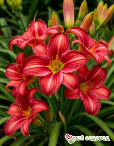 Лилейник Сан Голден